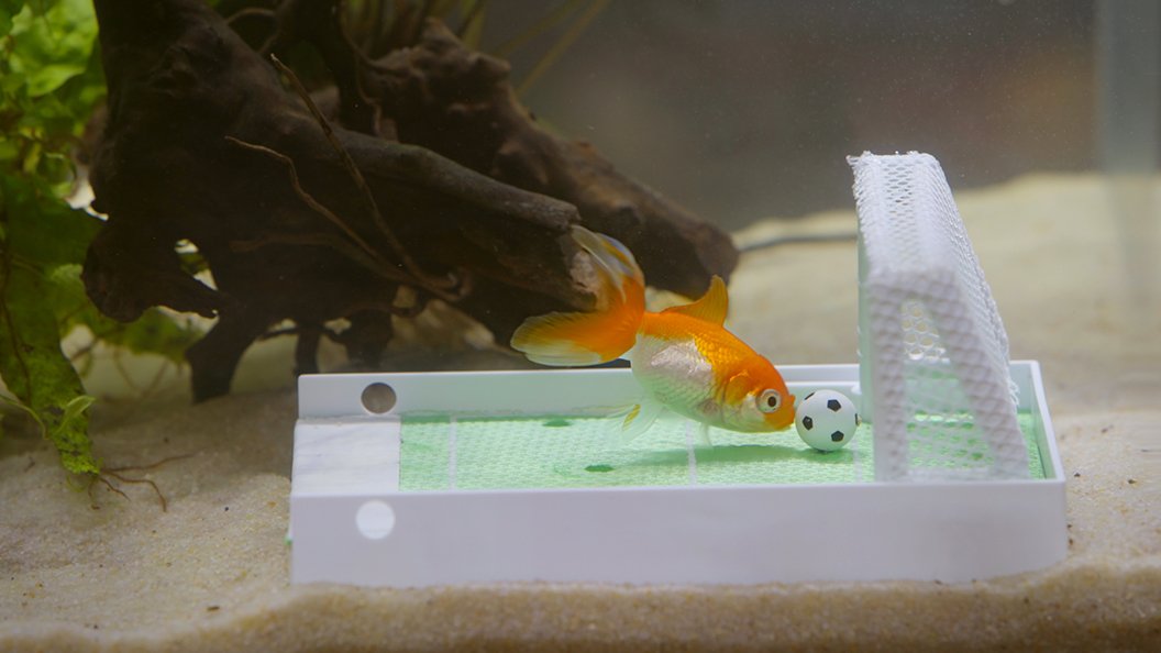 Les poissons, pas si cons?