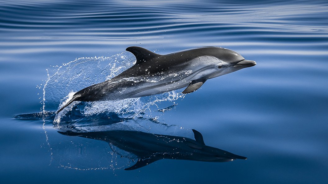 Méditerranée, l'odyssée pour la vie