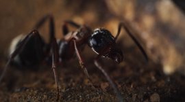 Le royaume des fourmis