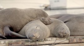 Le sommeil des animaux - une énigme pour la science