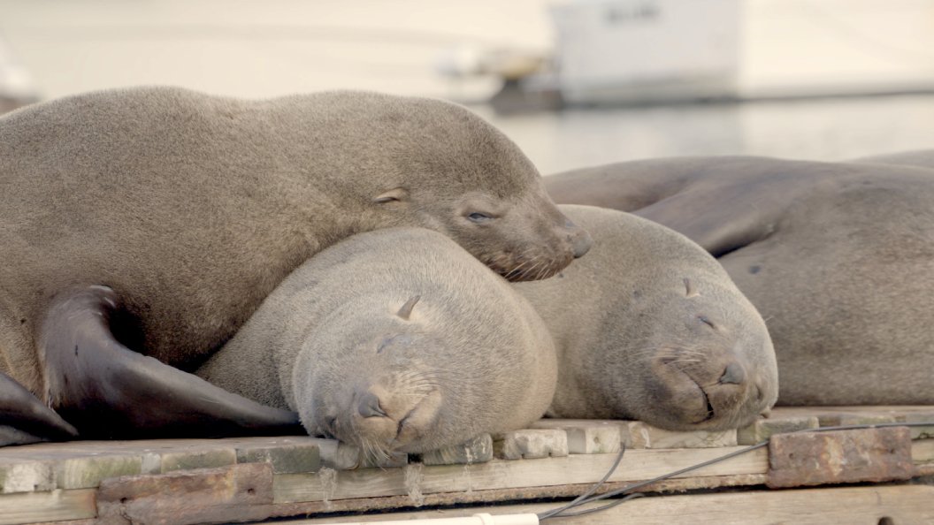 Le sommeil des animaux - une énigme pour la science