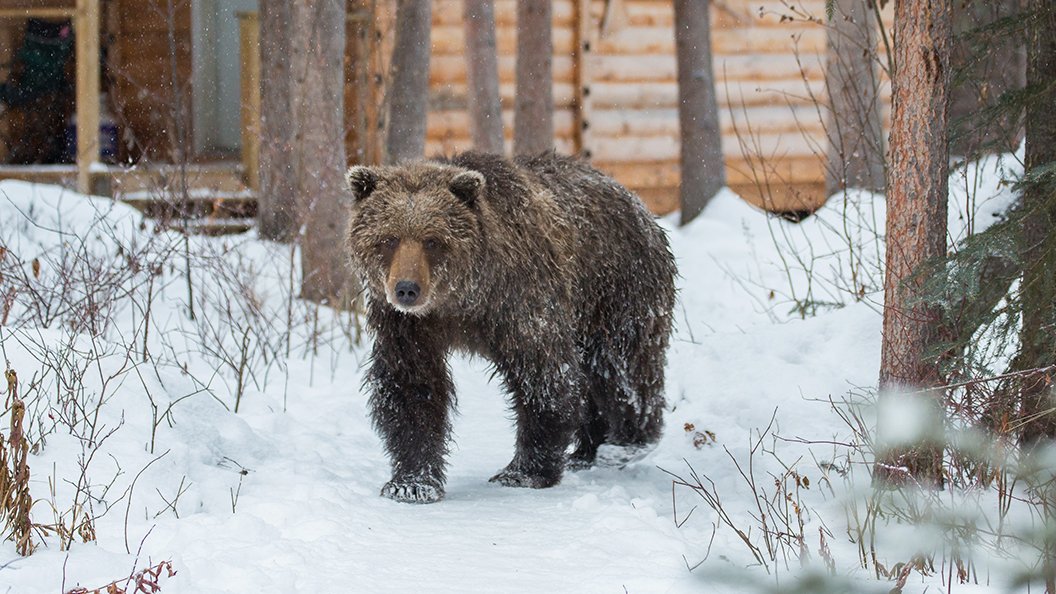 Les grizzlis du Yukon