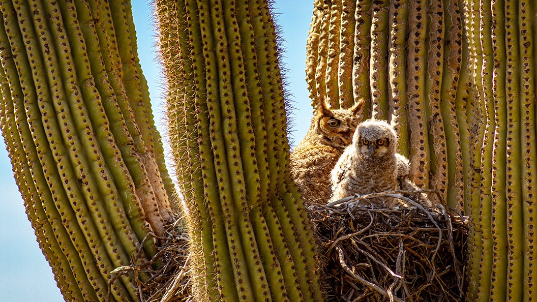 Hôtel cactus