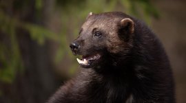 Le glouton, féroce prédateur du nord