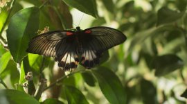 Devenir papillon
