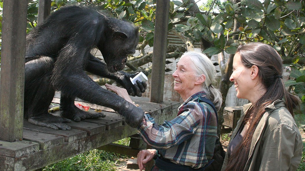 Jane Goodall et les chimpanzés de Tchimpounga