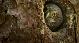 Tchéquie : si les animaux m'étaient contés