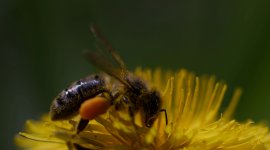 Au pays de l'abeille noire