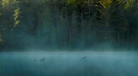 Les huards dans la brume