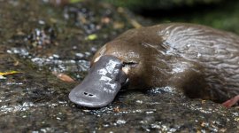 Le gardien des ornithorynques