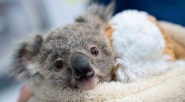 Australie : urgences faune sauvage