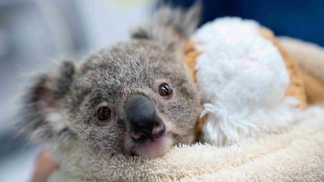 Australie : urgences faune sauvage