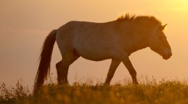 Dé-extinction, un nouvel espoir ?