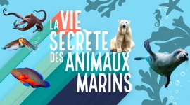 La vie secrète des animaux marins