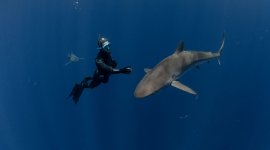 Au plus près des requins