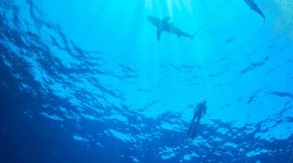 À la rencontre des requins avec steve backshall