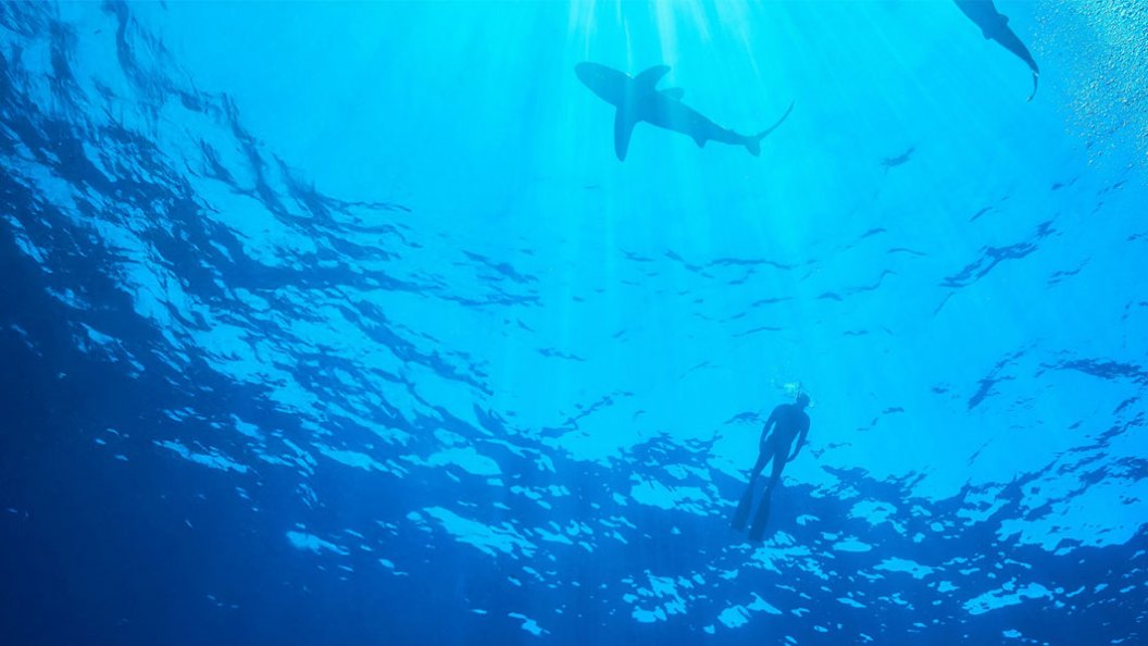 À la rencontre des requins avec steve backshall