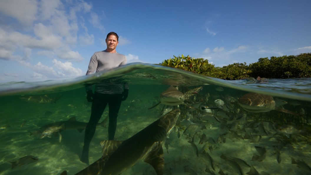 À la rencontre des requins avec steve backshall