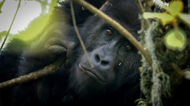 Sur la terre des gorilles