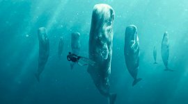 A la rencontre des baleines avec steve backshall