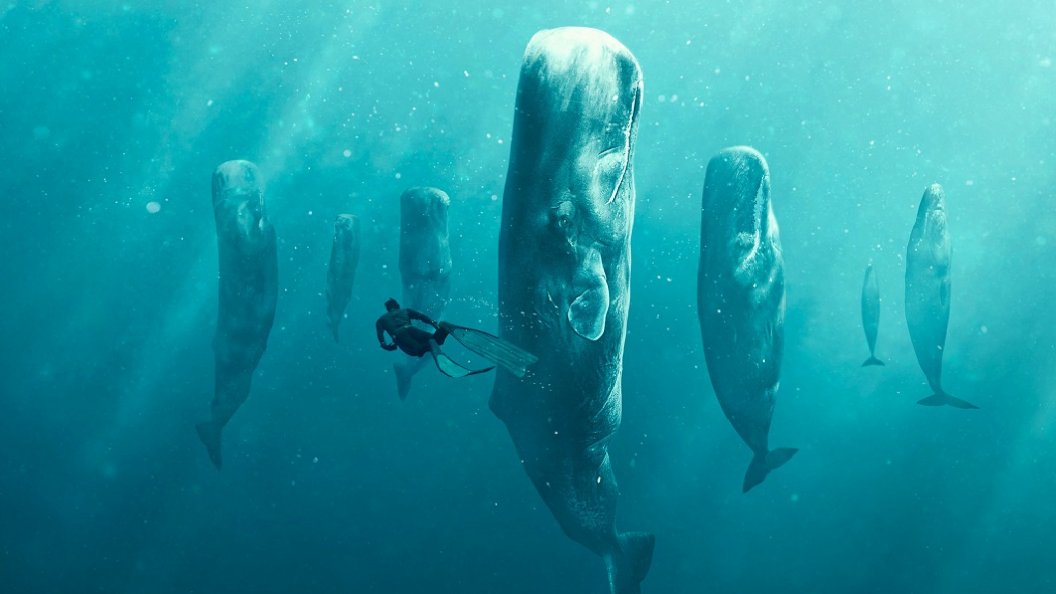 A la rencontre des baleines avec steve backshall