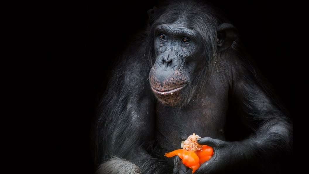 Les pouvoirs secrets du goût