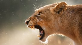 Prédateurs et proies, un équilibre fragile