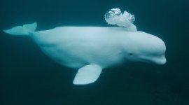 #hvaldimir, la véritable histoire du beluga espion