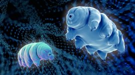 Tardigrades, l'animal indestructible