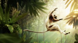 Les animaux s'envoient en l'air