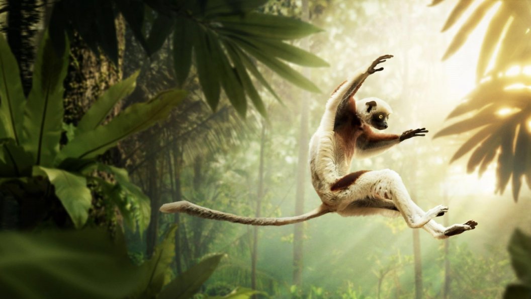 Les animaux s'envoient en l'air