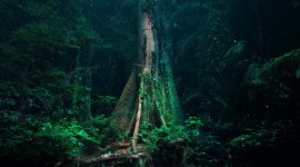 Le monde secret des forêts