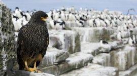 Sur les ailes des rapaces