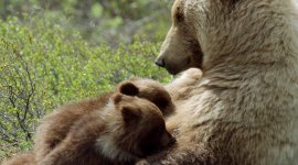 Animaux, l’art d’être parent