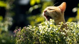 La défonce des animaux