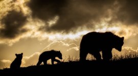 Transylvanie - un bestiaire fantastique