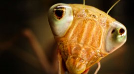 Les insectes, super-héros en minuscule