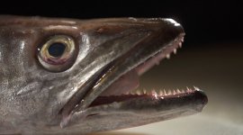 Enquête de santé: le poisson, à consommer sans modération?