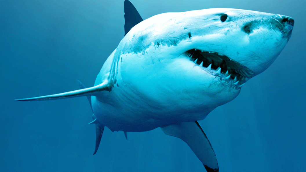Les Requins Ici Explora