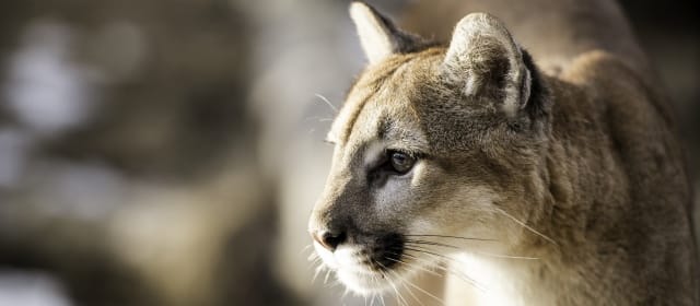 L'AMÉRIQUE À L'ÉTAT SAUVAGE