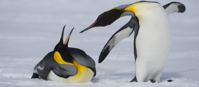 Animal fight club