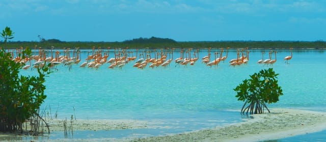 BLEU BAHAMAS