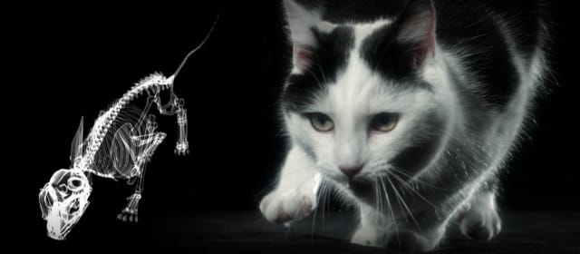 LE CHAT EST UN ANIMAL SAUVAGE
