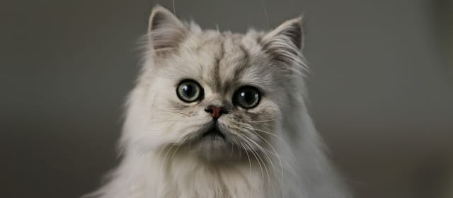 CHATS DES VILLES ET CHATS DES CHAMPS