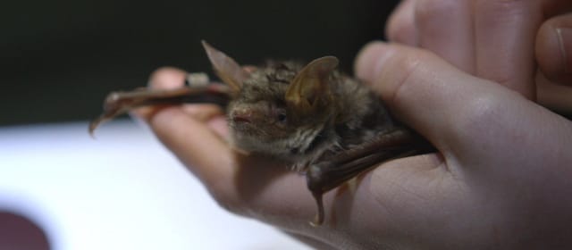 CHAUVES-SOURIS EN DANGER