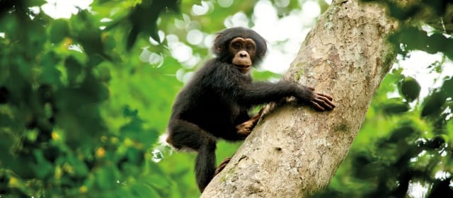 CHIMPANZÉS
