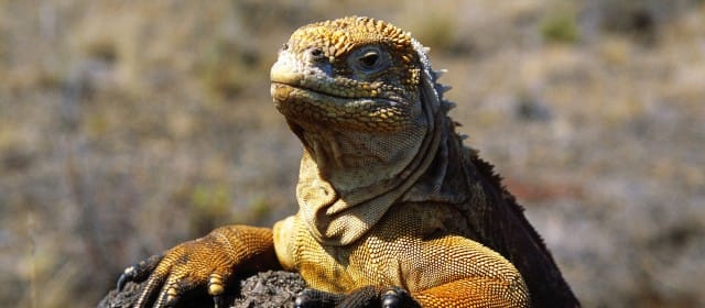 GALÁPAGOS