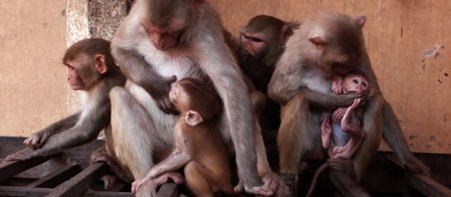 GANG DE MACAQUES
