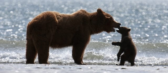 GRIZZLIS