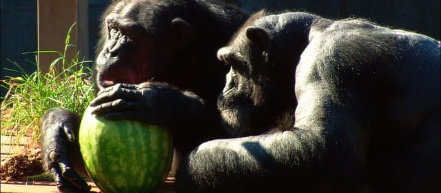 INTELLIGENCE ANIMALE